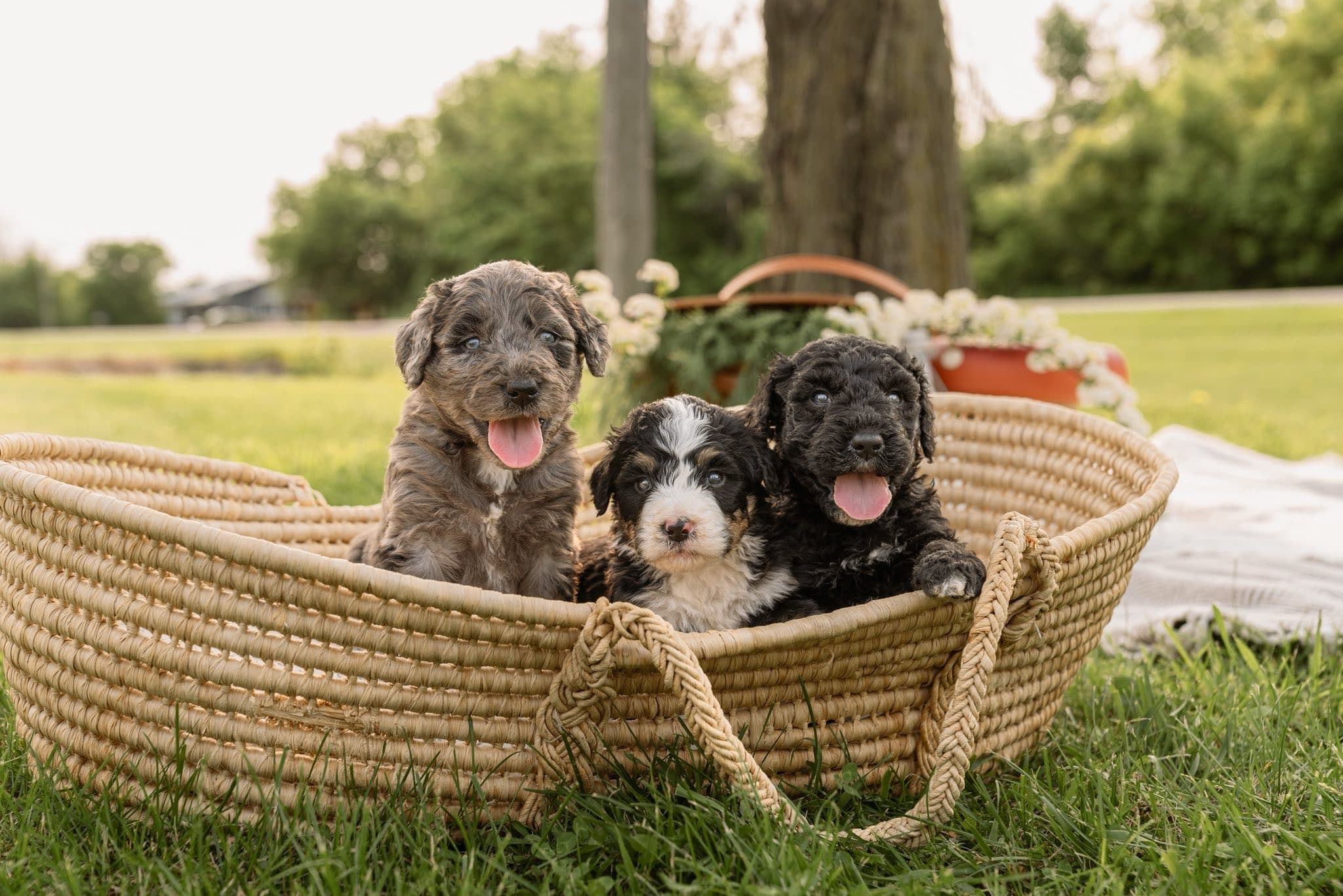 Trois Bernedoodles dans un panier