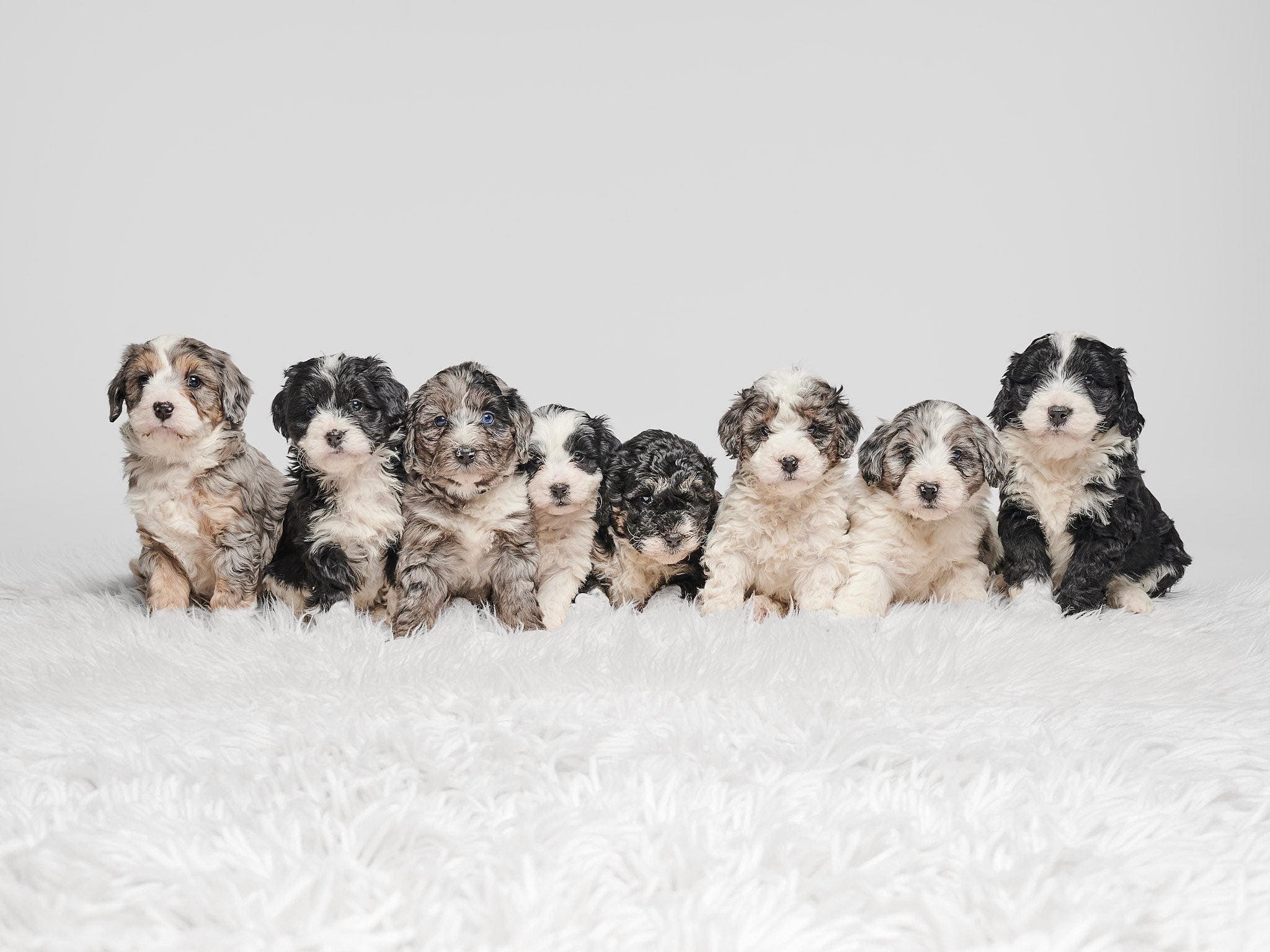 8 chiots Bernedoodle en rang