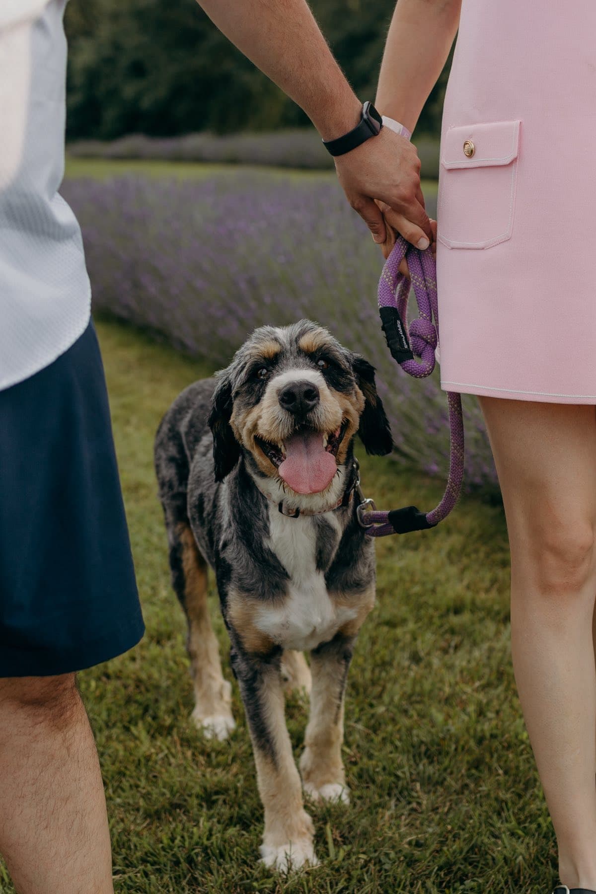 Chien en promenade avec sa famille