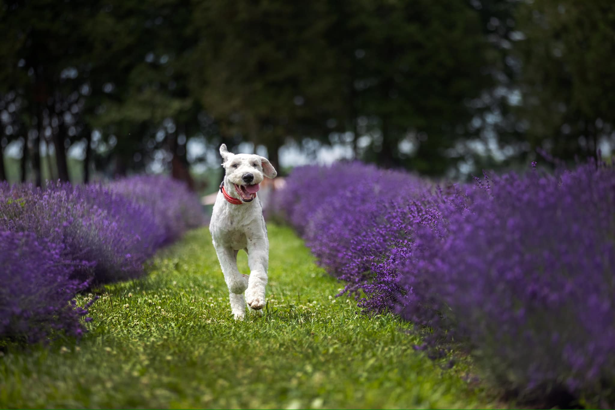 Bernedoodle courant dans un champ