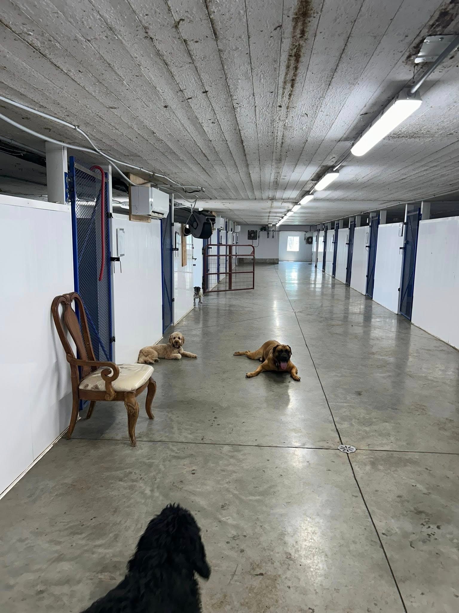 Nos installations de pension canine