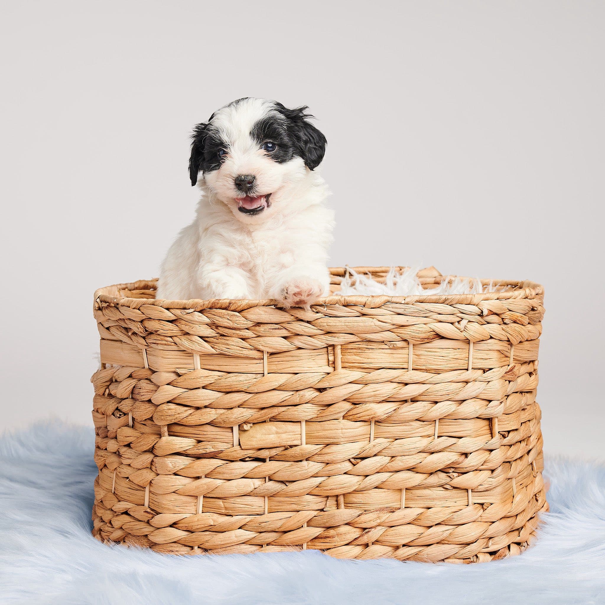 Chiot Bernedoodle dans un panier