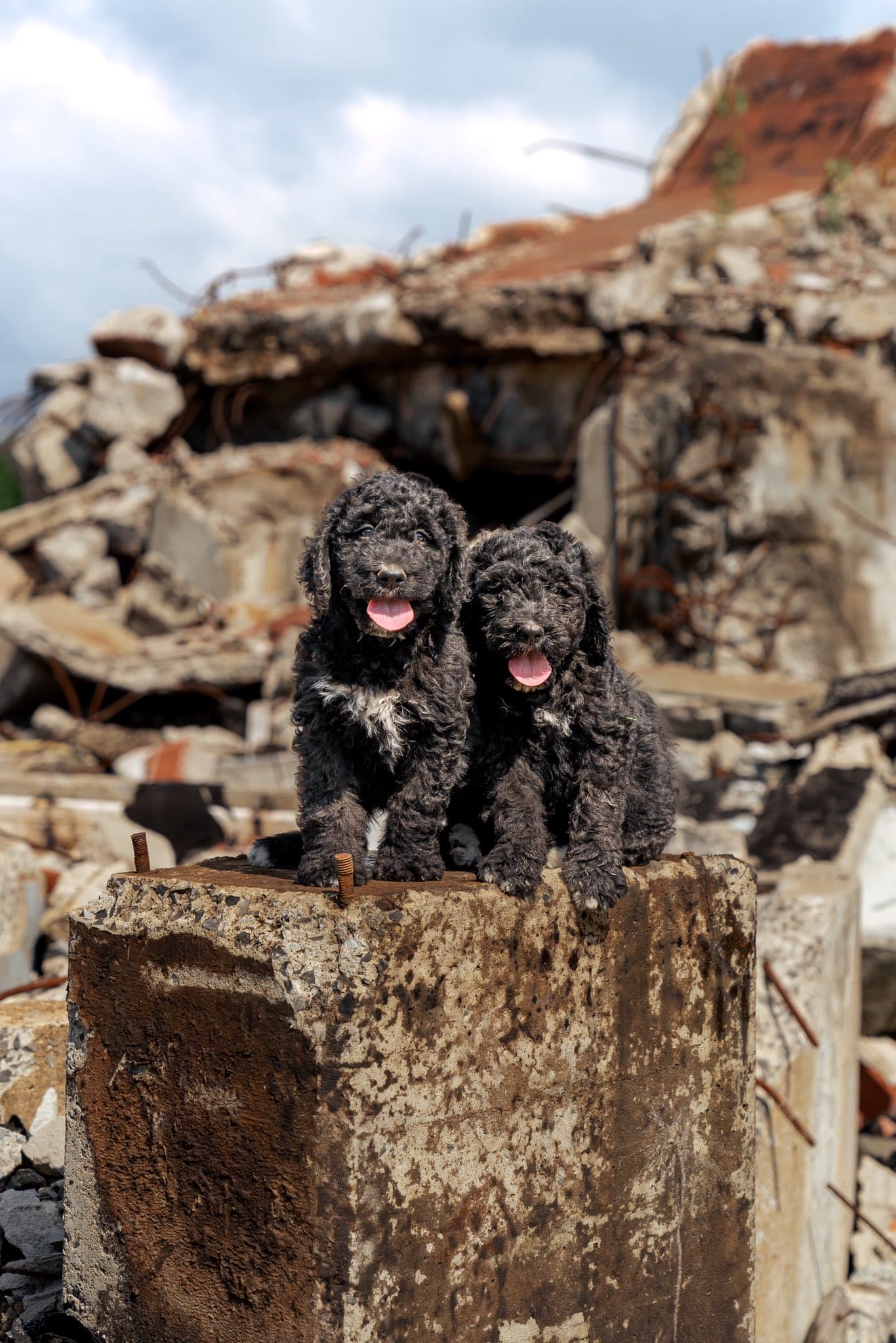 Deux Doodles noirs sur un rocher